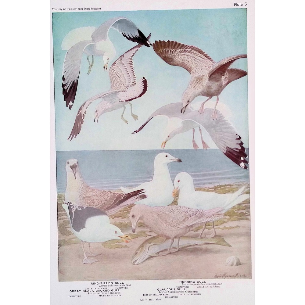1936 Vintage Bird Print Ring Billed Gull Herring Gull Black Backed Gull Fuertes